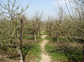 Orchard nr Little Chart
